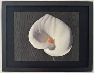 Calla