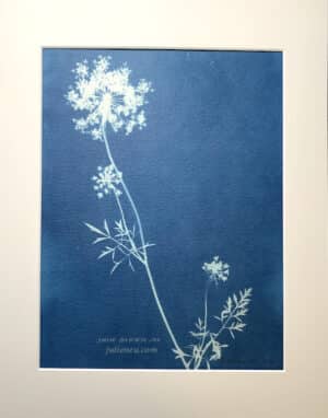 cyanotype of Queen Anne's Lace flower