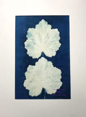 cyanotype on fabric of 2 heuchera leaves