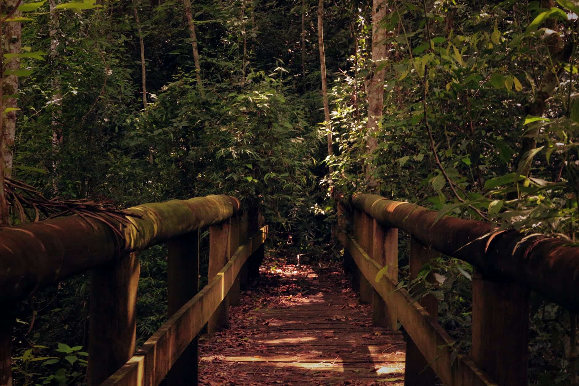 empty brown wooden foot bridge