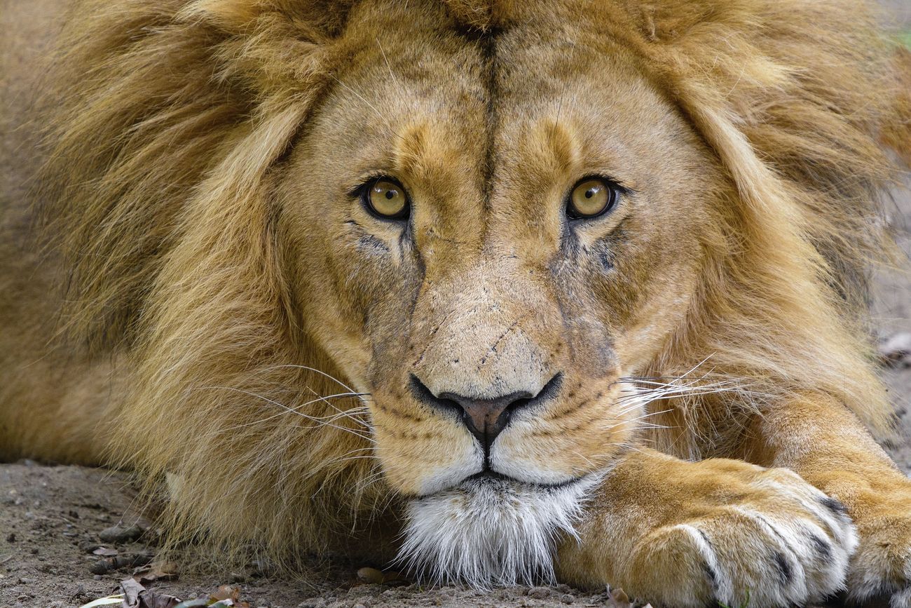 Free cute lion face, wildlife