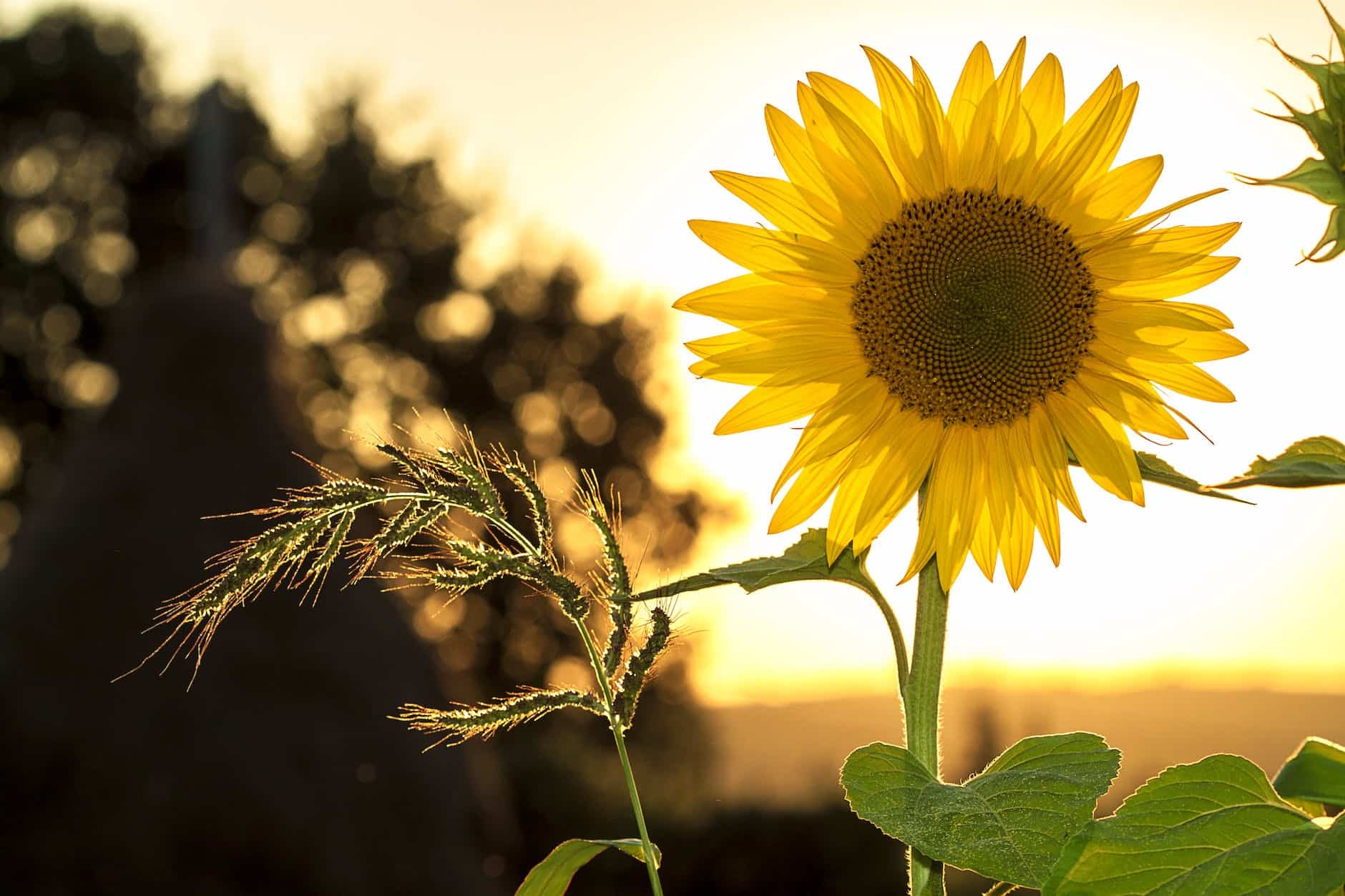 sunflower during sunset