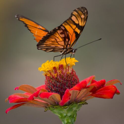 brown and black butterfly perched on yellow and red petaled flower closeup photography