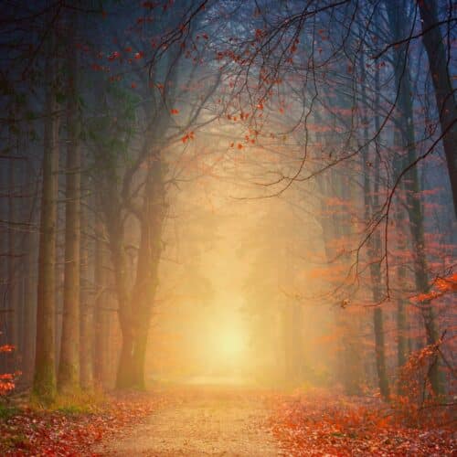 forest at night
