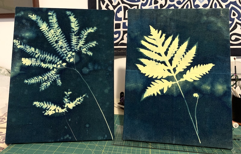 two cyanotypes of light yellow fern leaves on deep blue backgrounds, stretched over canvases and propped on tabletop