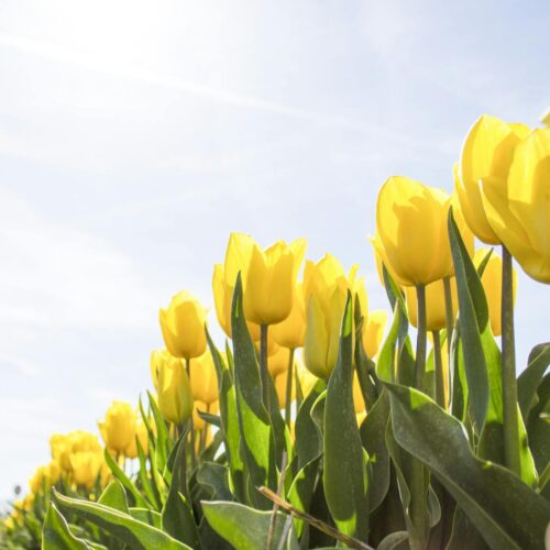 yellow tulip flower field during daytime