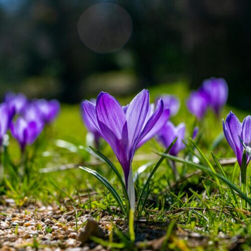 vibrant purple crocuses blooming in spring garden
