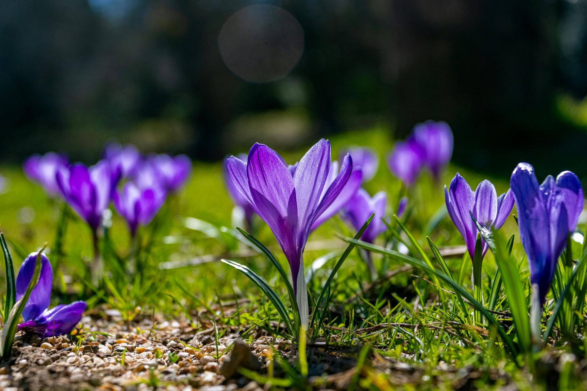 vibrant purple crocuses blooming in spring garden